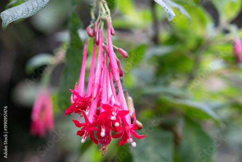 Pink bell flowers clouse up