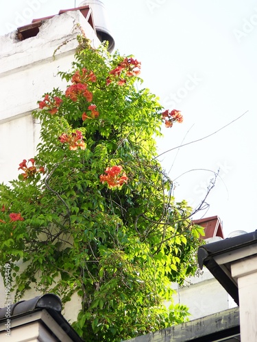 Über dem Dach an einem Schornstein rankt und blüht eine Trompetenblume.