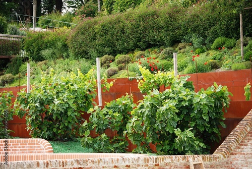 Garten mit Weinstöcken, Feigenbüschen und rotem Mohn.