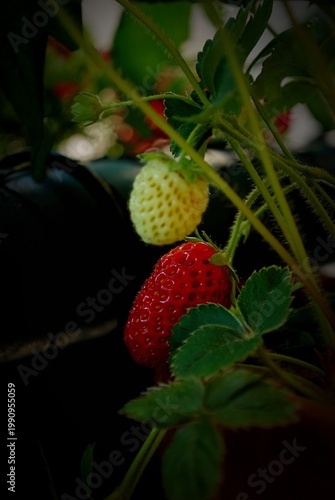 Reife rote Erdbeeren hängen aus einem Blumentopf.