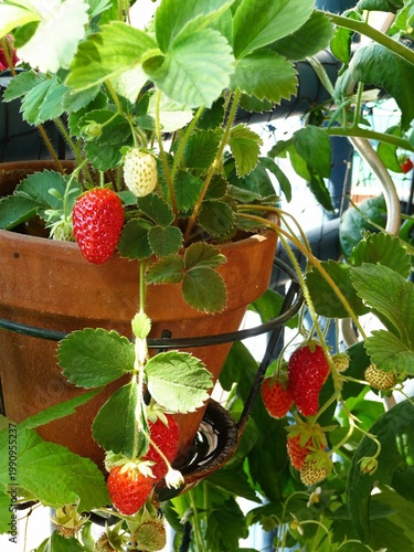 Reife rote Erdbeeren hängen aus einem Blumentopf.