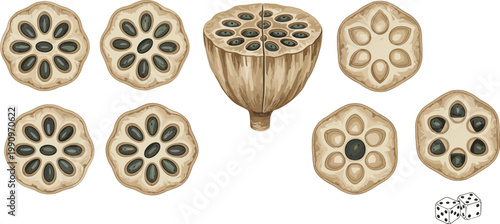 Vector illustration of lotus seed pod cross-sections with geometric seed patterns and dice in creative composition