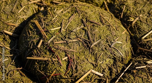 Close-up View of Sun-Dried Elephant Dung with Visible Straw and Fiber