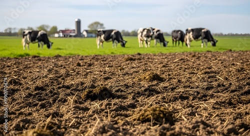 Cows grazing in a green pasture behind freshly plowed fertile soil on a dairy farm