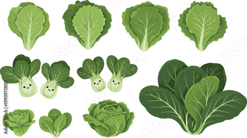 Green Lettuce Vegetable Vector Set with Different Leaf Varieties and Cute Cartoon Characters for Healthy Food Design, Organic Farming Graphics, and Nutrition Illustrations