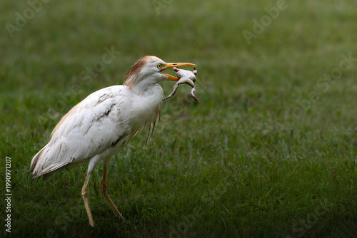 Cattle egret hunting frog in green field