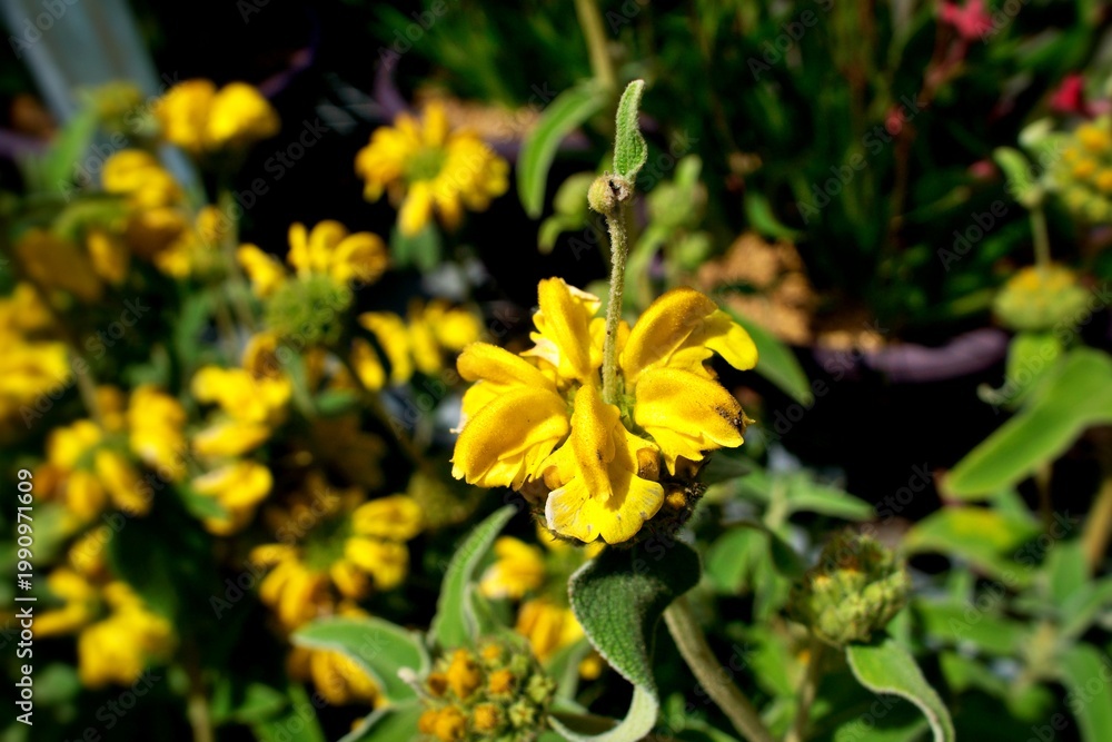 Obraz premium Golden blossoms rising from a soft green haze, their textured petals catching the light as the garden fades gently into the background.