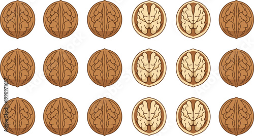 Vector illustration of walnuts in grid pattern showing closed shells and open kernels with textured design