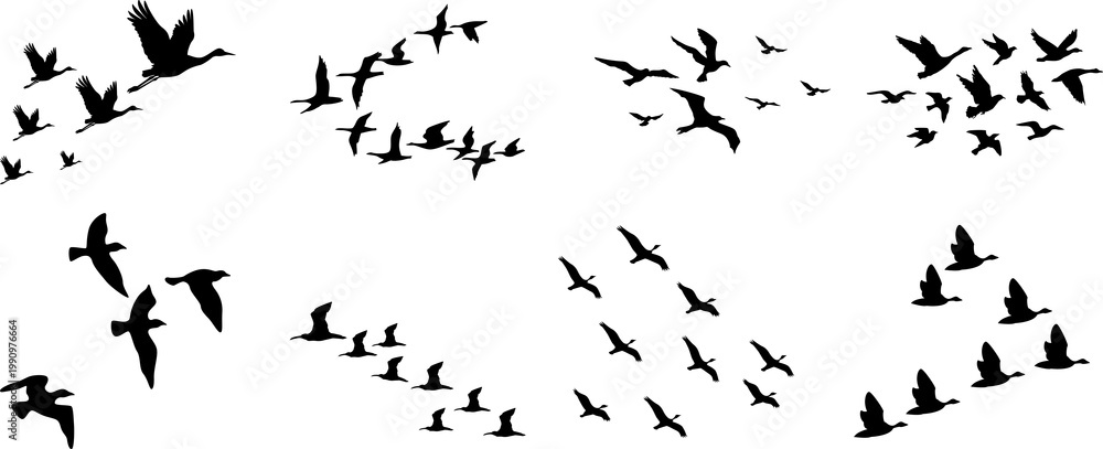 Fototapeta premium Flock of birds silhouette png black silhouette of bird flock flying on white background, Beautiful flock of birds flying in blue sky png transparent background Png