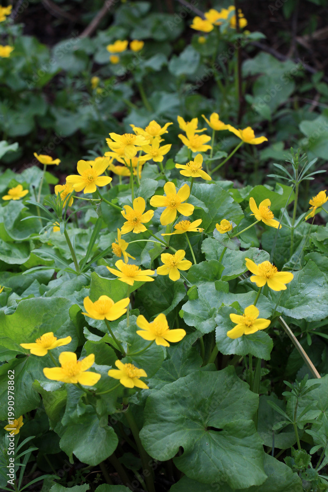 Fototapeta premium Marsh-marigold (Caltha palustris) grows in the moist forest