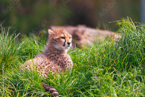 Cheetah cub out on the meadow