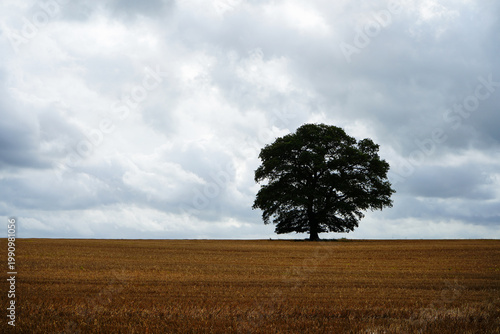 Single tree silhouette on a cloudy sky in a wheat field 