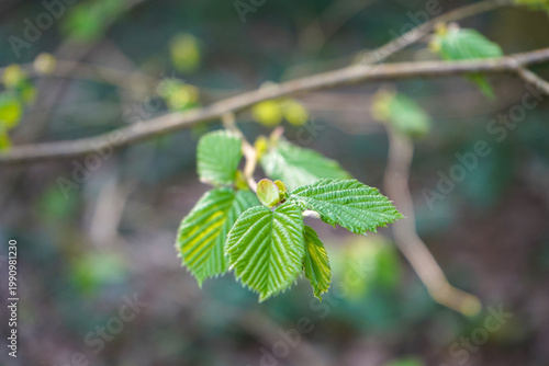 Fresh young leaves on a twig in spring