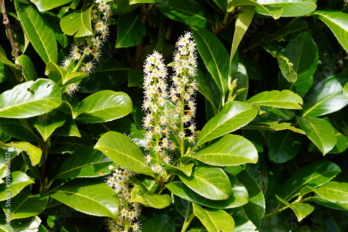 White flowers of Prunus laurocerasus, cherry laurel, common laurel, English laurel, family Rosaceae. Dutch garden. Spring, April.	