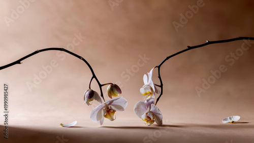 Minimal Orchid Stems and Petals in Corners on Matte Beige Background with Wide Negative Space
