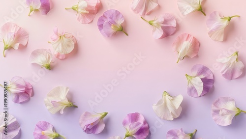 Top View Sweet Pea Petals Scattered on Pastel Gradient Background with Open Center and Dreamy Light
