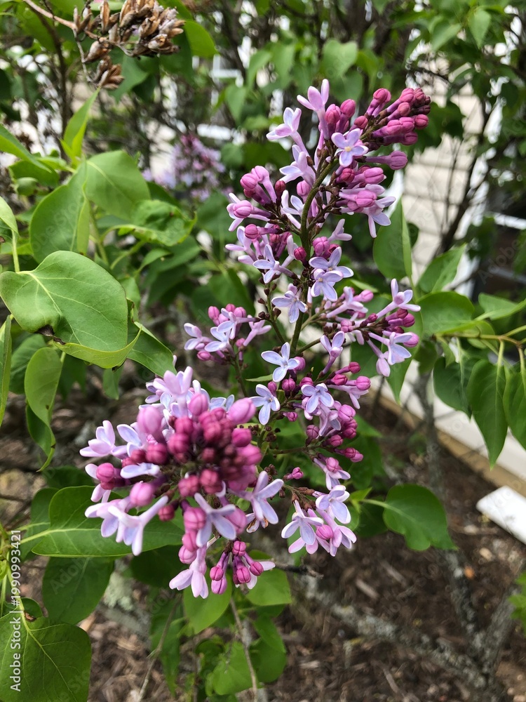 Fototapeta premium Breaking Lilac Buds 