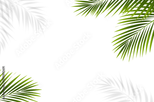 palm leaves frame
