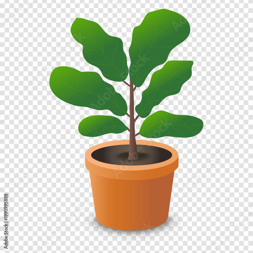 House Ficus In Pot Isolated Transparent Background