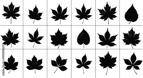 Black leaf silhouettes in diverse botanical shapes, vector illustration of foliage forms, nature design elements, plant identification icons