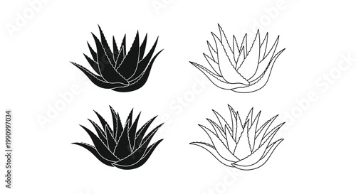 Agave plants in contrasting styles showcasing a bold silhouette