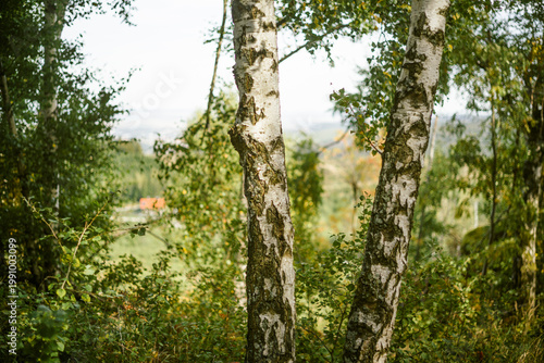 Foto Zwei Birken im Wald am Ottofelsen