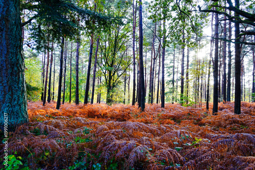 Trees in woodland with orange bracken forest floor