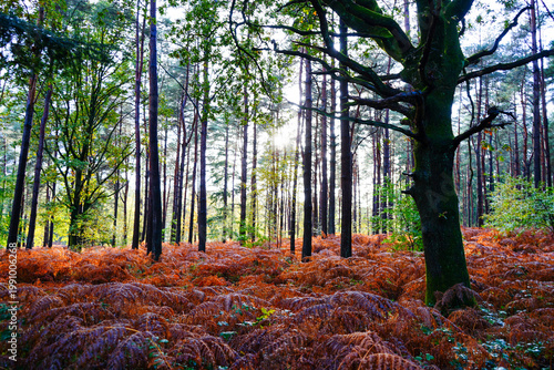Trees in woodland with orange bracken forest floor