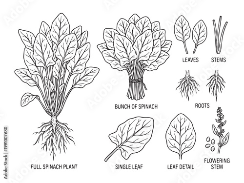 Spinach plant anatomy vector illustration with full bunch single leaf detail roots and stems design.