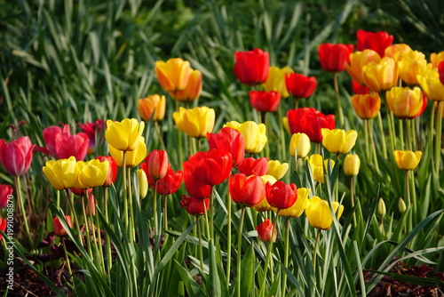 red and yellow tulips