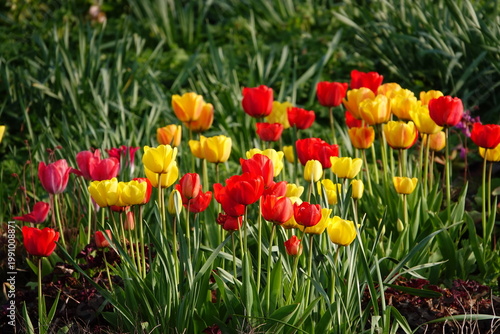 red and yellow tulips