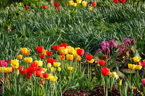 red and yellow tulip
