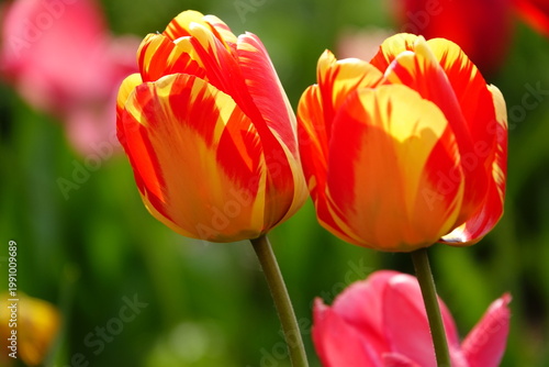 red and yellow tulips