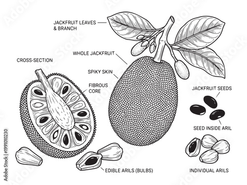 Jackfruit whole cross section edible arils seeds leaves branch illustration.