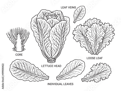 Lettuce anatomy and components vector illustration set showing different parts and forms.