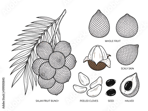 Salak snake fruit vector illustration set including bunch whole peeled cloves and halved section.