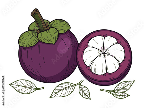 Mangosteen fruit vector illustration showing whole fruit cross section with pulp and leaves on gray background.