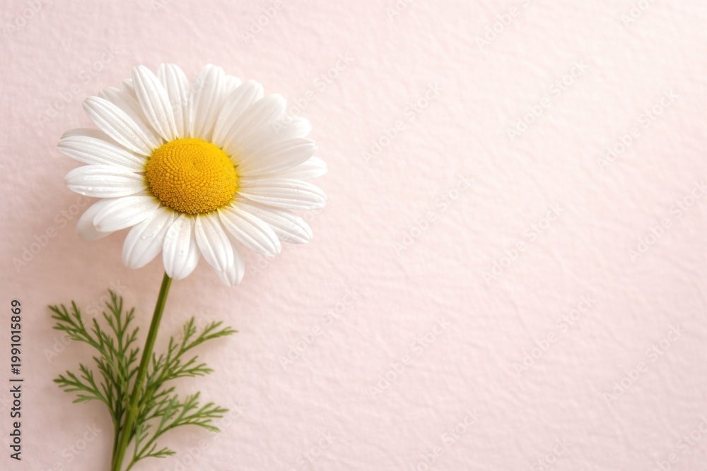Obraz premium Fresh chamomile daisy flower shown with copy space on a pale pink textured background