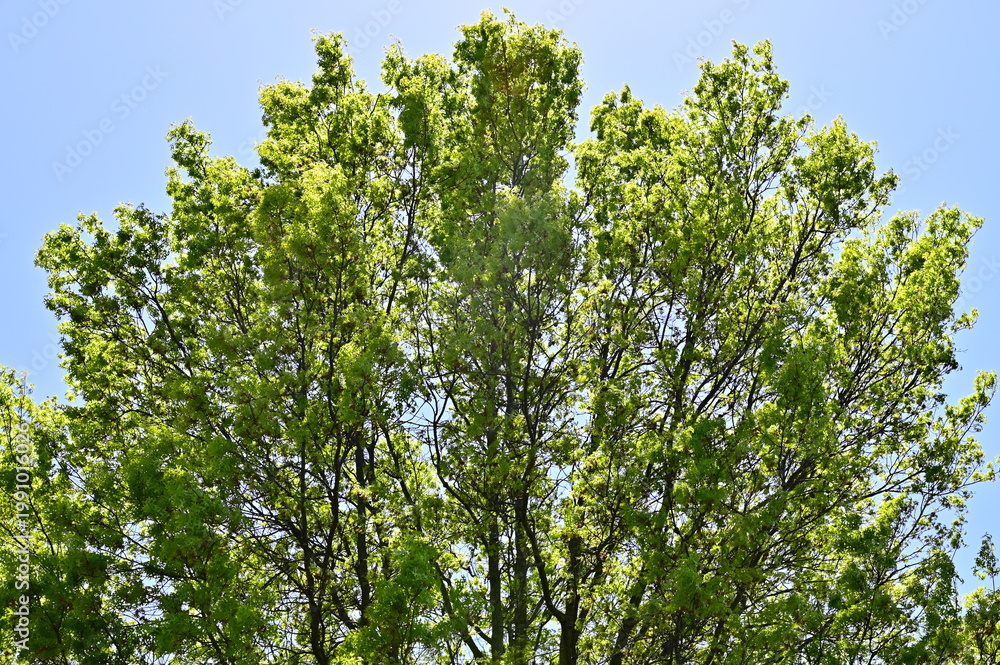 Fototapeta premium Elm Tree