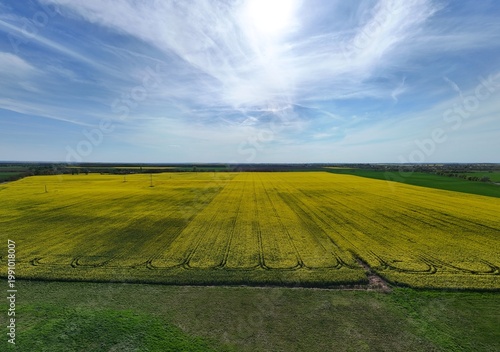 Yellow rapeseed field under dramatic cloudy sky aerial view