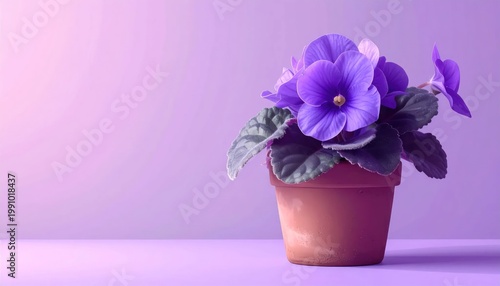 Beautiful Purple African Violet Flower in a Terracotta Pot on a Soft Purple Background.