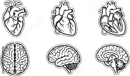 Human heart and brain anatomy front side and cross section