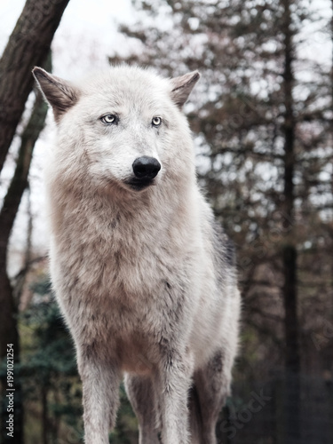 Canvas Print Majestic white wolf wallpaper standing in a forest, looking off into the distanc