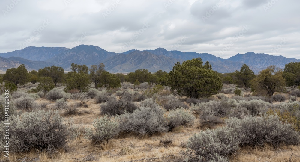 Obraz premium Sparse trees and shrubs lead to mountains seen in the distance