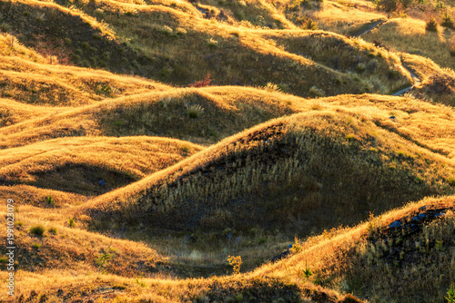 Golden Rolling Hills at Sunrise Near Queenstown