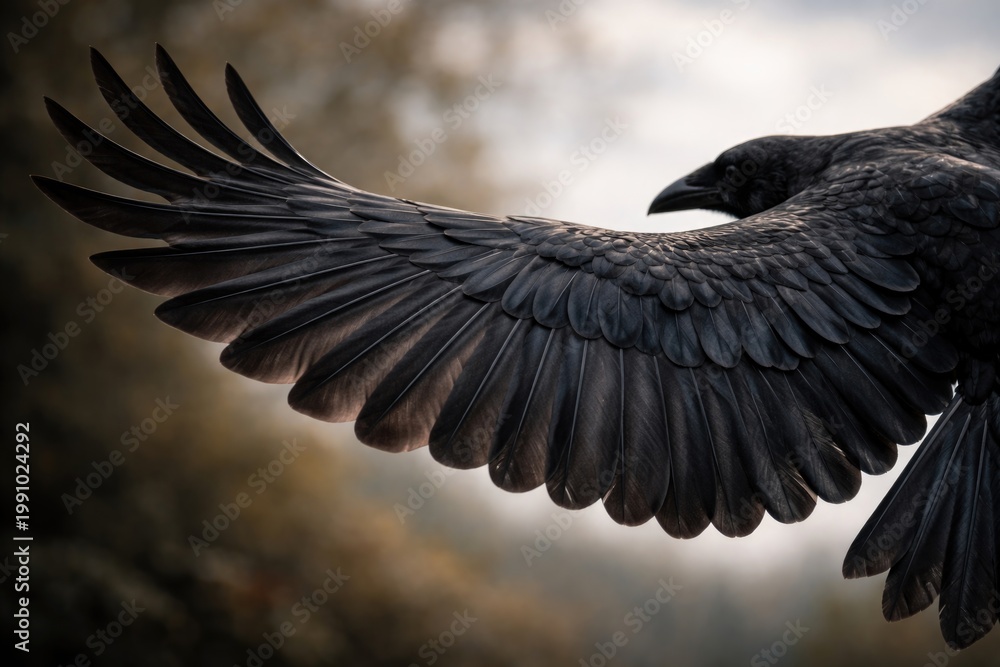 Obraz premium Close view of black raven wings highlighting delicate feather patterns and open space