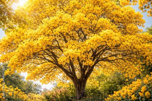 Sunny yellow flowers flourishing on a large flowering tree
