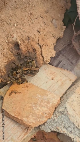 Honey bees flying around beehive in apiary. Pollination and beekeeping concept in rural farm. Real honey. Pure honey