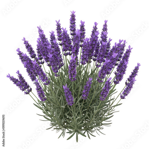 Beautiful purple lavender flowers in full bloom with green stems