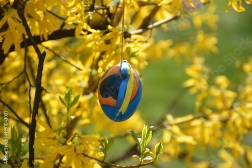 A close-up of a decorative Easter egg on a spring yellow forsythia bush
